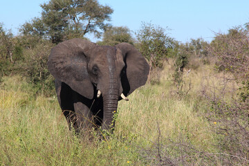 Afrikanischer Elefant / African elephant / Loxodonta africana...