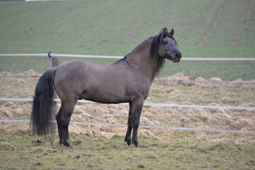 Kiger Mustang