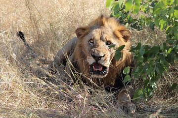 Afrikanischer Löwe / African lion / Panthera leo.
