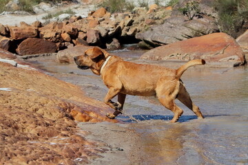 dog running on the river