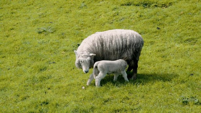 Sheeps on a beautiful meadow in New Zealand. Slow motion