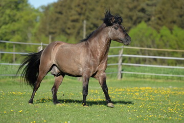 Fototapeta premium Kiger Mustang