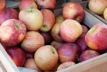 Apples in crates ready for the market