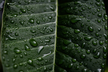  Green leaf with drops of water. Dew on a leaf in the morning. Natural Water raindrop on a leaf. Contrast green. Rainy day.(Close up green pattern leaves with water drop in a garden. leaf texture)