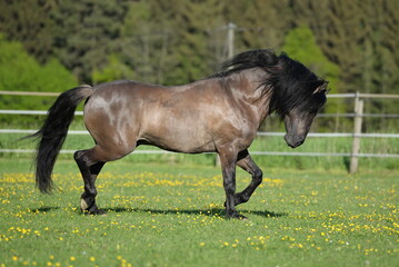 Kiger Mustang