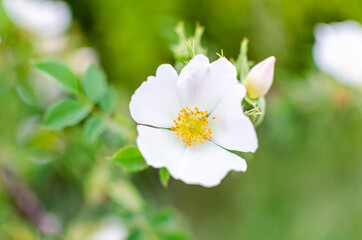 Close-up of a wildflower with pollen. Selective focus