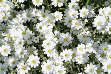 Cerastium is a genus of annual, winter annual, or perennial plants belonging to the family Caryophyllaceae. They are commonly called mouse-ear chickweed.