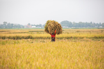 Workers harvest rice at a paddy field in Kishoreganj on May 6, 2021.