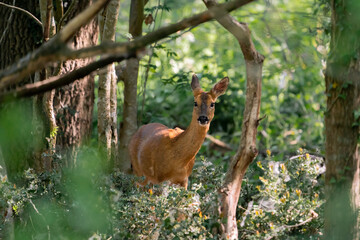 deer fawn foraging in the forest stag