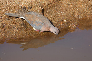 Palmtaube oder Senegaltaube / Laughing dove or Little brown dove / Stigmatopelia senegalensis uel...