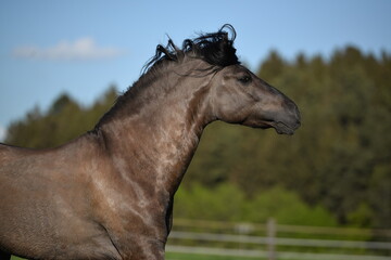 Kiger Mustang © ScullyPictures