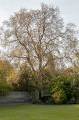 Obraz premium tree in park