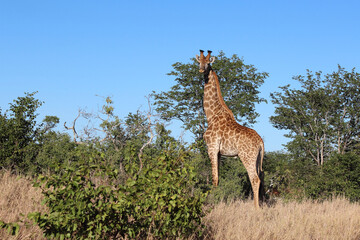 Giraffe / Giraffe / Giraffa camelopardalis.
