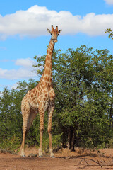 Giraffe / Giraffe / Giraffa camelopardalis