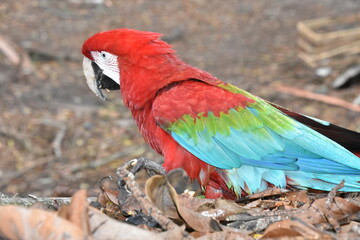 Red and green Macaw eating seeds outdoors	
