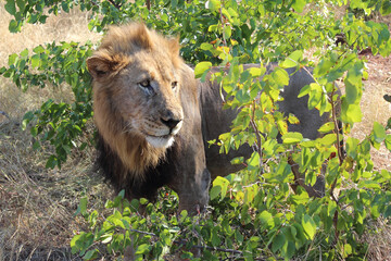 Afrikanischer Löwe / African lion / Panthera leo.