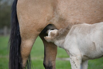 Ponystute mit Fohlen