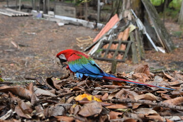 Red and green Macaw eating seeds outdoors	
