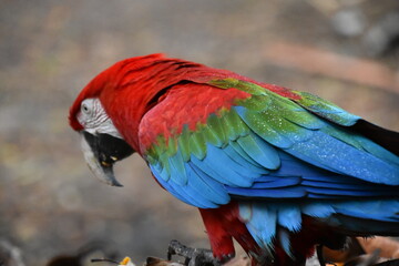 Red and green Macaw eating seeds outdoors	
