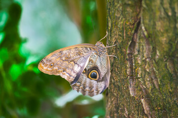 butterfly on a tree