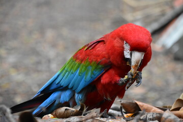 Red and green Macaw eating seeds outdoors	
