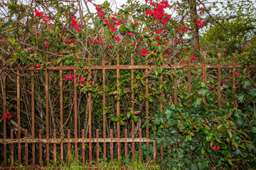 Alter Eisenzaun wird von Pflanzen &uuml;berwuchert