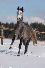 Apfelschimmel im Schnee