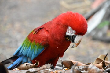 Red and green Macaw eating seeds outdoors	
