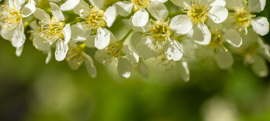 Banner with blooming spring tree branch close-up with petals on the macro, copy space