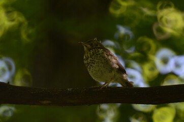 bird on a branch