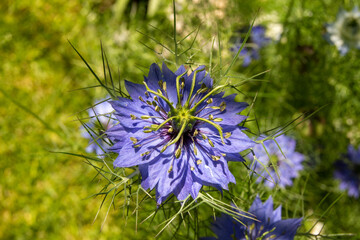 Flor azul de jardín en primavera nigella damascena
