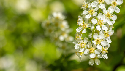 Spring flowering trees, petals close-up on the background of nature