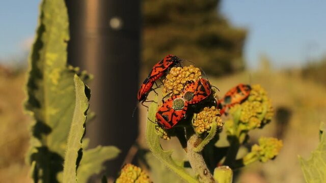 firebug mating.
Ants looking for food among firebugs between plant buds.
symbiotic relationship between insects.
The firebug is also called a red and black striped stink bug or red bug with black dots