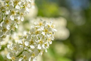Blooming spring branch close-up photo with bokeh on the background