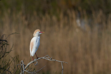 Héron garde-boeuf Bubulcus ibis en Camargue perché ou dans un arbe