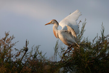H&eacute;ron garde-boeuf Bubulcus ibis en Camargue perch&eacute; ou dans un arbe