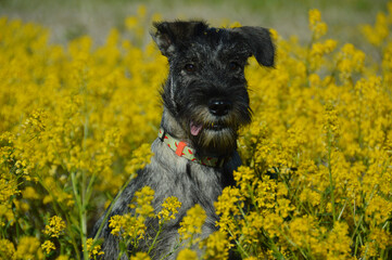 Funny standard schnauzer puppy is sitting in the middle of yellow bittercress flowers with tip of its tongue out