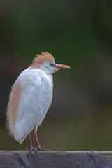Héron garde-boeuf Bubulcus ibis en Camargue perché ou dans un arbe