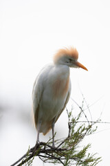 Héron garde-boeuf Bubulcus ibis en Camargue perché ou dans un arbe