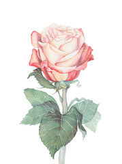 watercolor image of a white-pink rose with dark green leaves