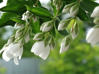 Obraz premium jasmine blooming white flowers branch with leaves