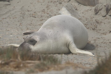 Seeelefanten beim Sandbaden