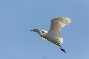 Fototapeta na wymiar Héron garde-boeuf Bubulcus ibis en Camargue perché ou dans un arbe