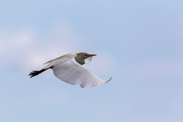 Héron garde-boeuf Bubulcus ibis en Camargue perché ou dans un arbe