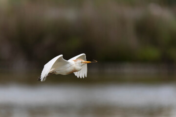 Héron garde-boeuf Bubulcus ibis en Camargue perché ou dans un arbe