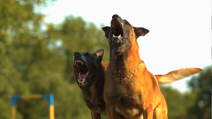 Two angry guard dogs