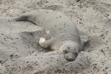 Seeelefanten beim Sandbaden