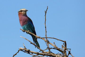 Gabelracke / Lilacbreasted roller / Coracias caudata