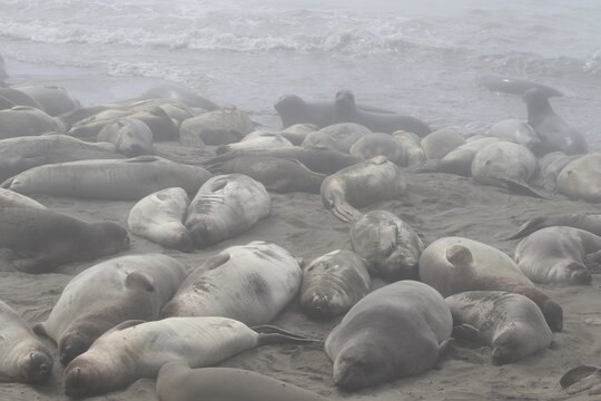 Seeelefanten beim Sandbaden