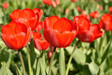 Fototapeta premium Red tulips blooming in spring on a flower bed on a sunny day, close-up.